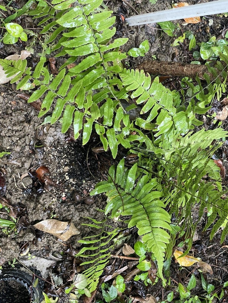 Dryopteris decipiens photo 6