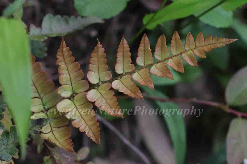 Dryopteris decipiens photo 7