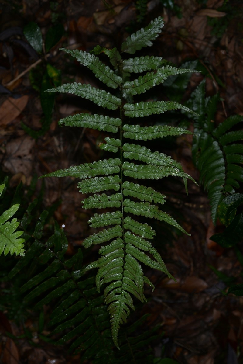 Dryopteris decipiens photo 8