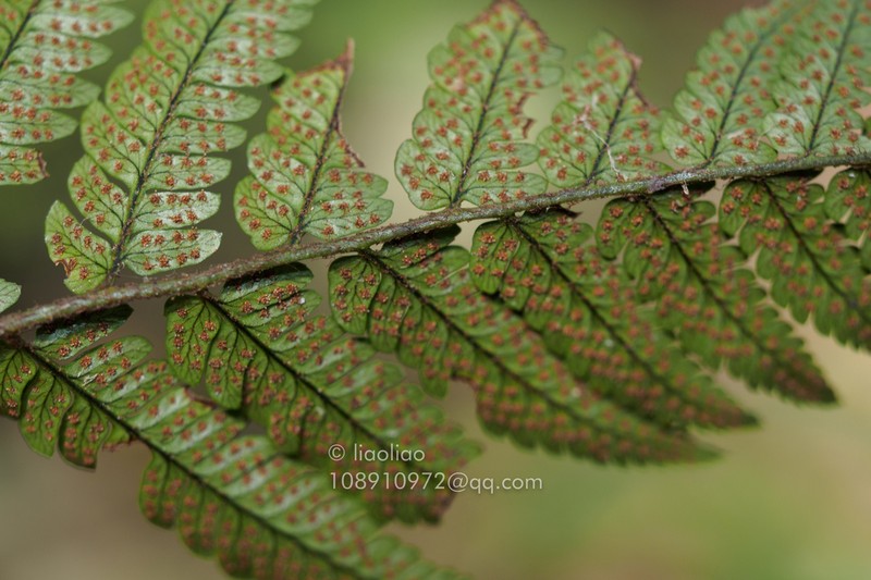 Dryopteris dehuaensis