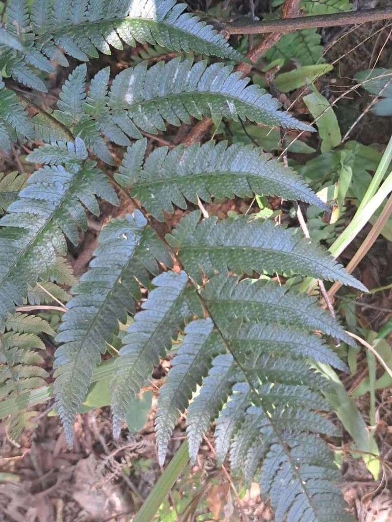 Dryopteris dehuaensis photo 2