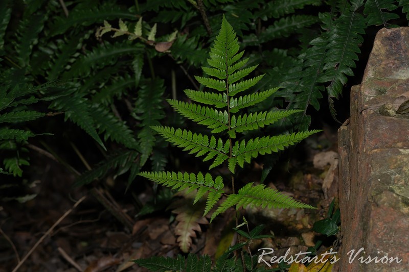 Dryopteris dehuaensis photo 3