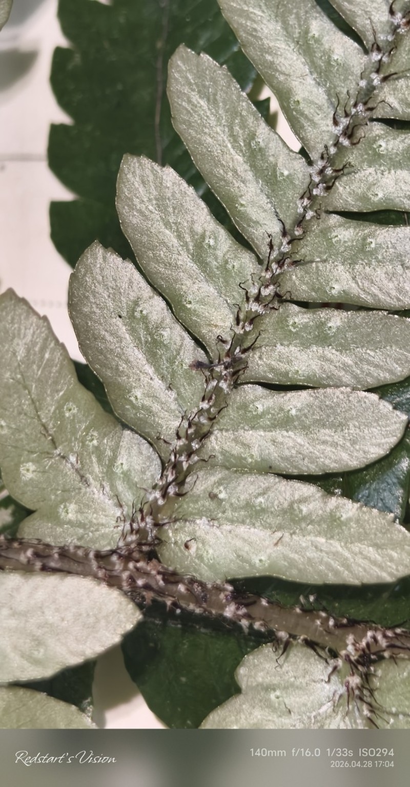 Dryopteris dehuaensis photo 4