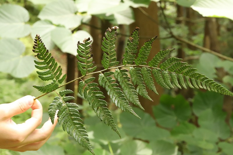 Dryopteris dehuaensis photo 5