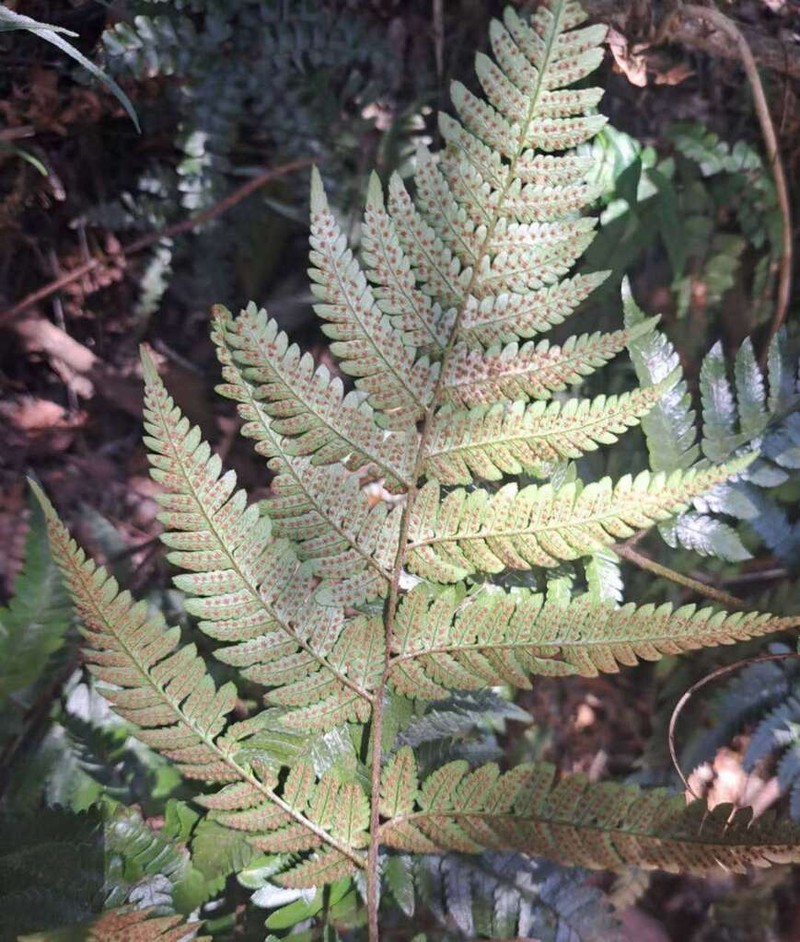 Dryopteris dehuaensis photo 6