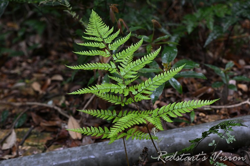 Dryopteris dehuaensis photo 7