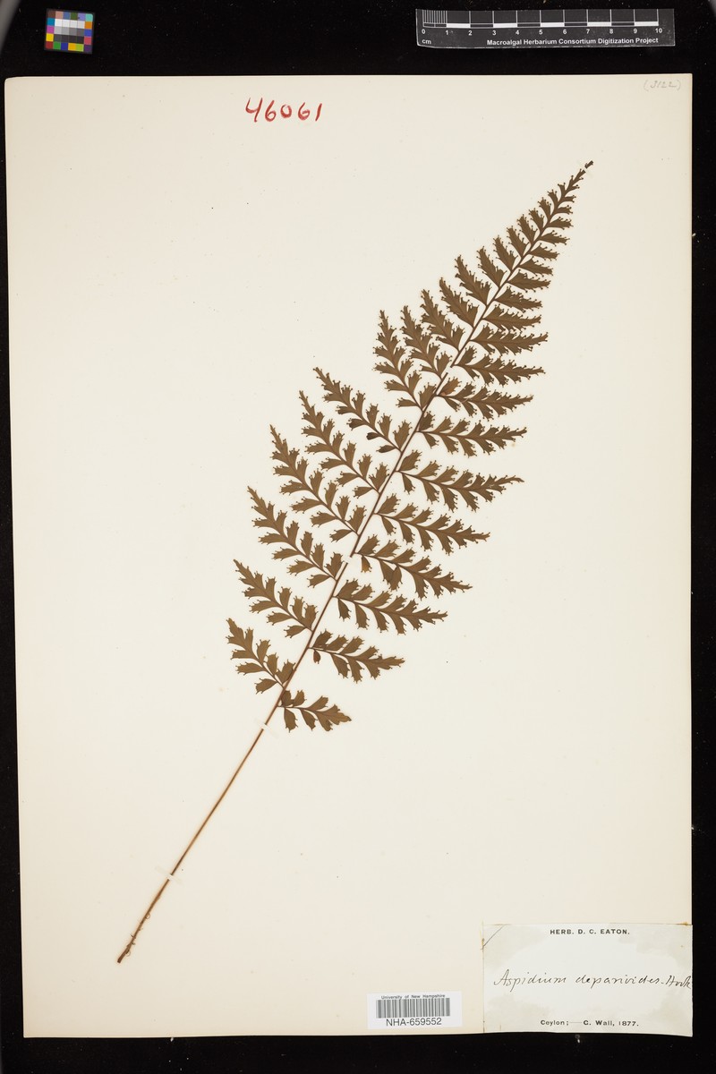 Dryopteris deparioides photo 2