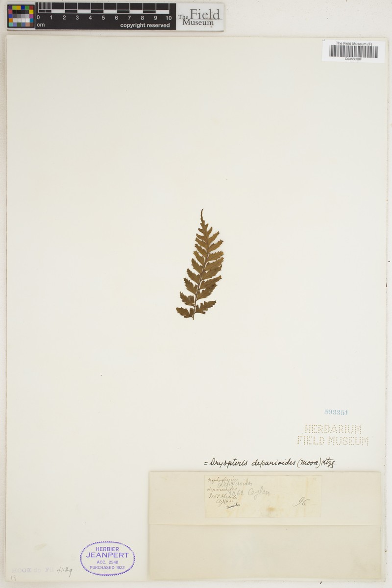 Dryopteris deparioides photo 3
