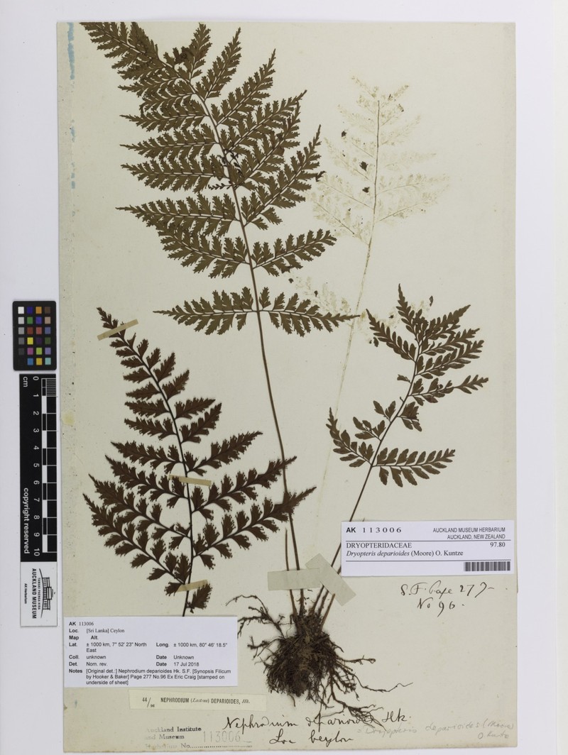 Dryopteris deparioides