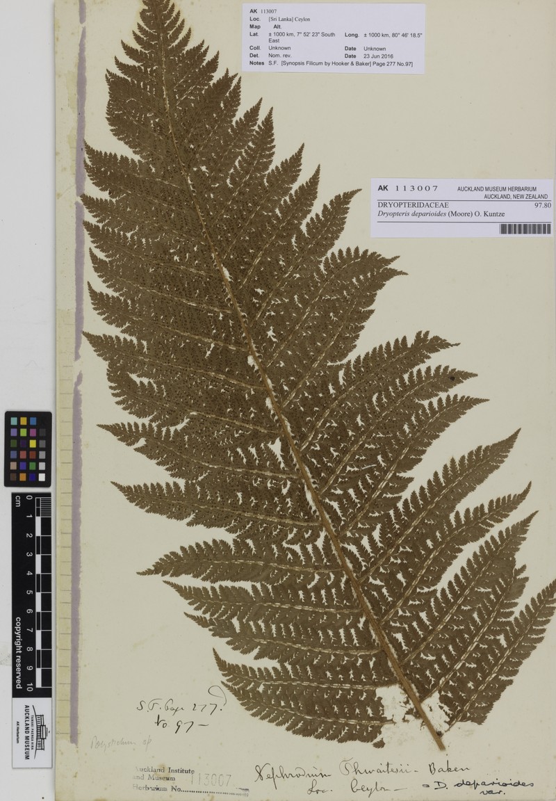 Dryopteris deparioides photo 4