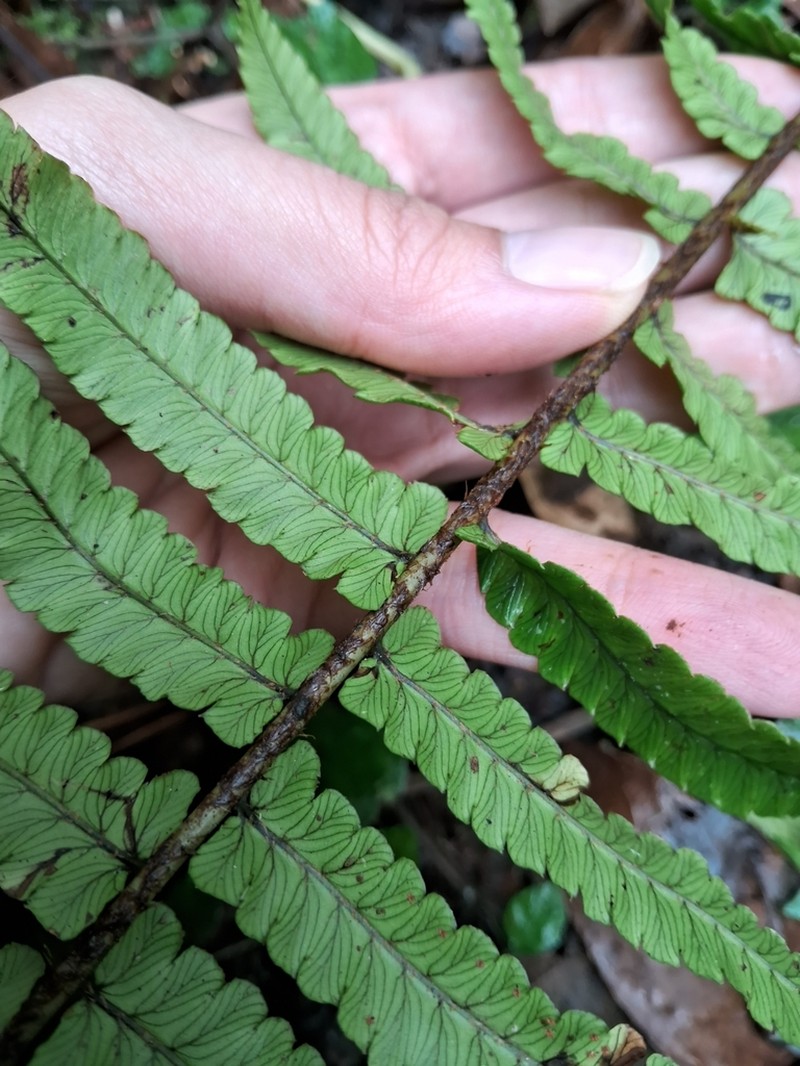 Dryopteris dickinsii