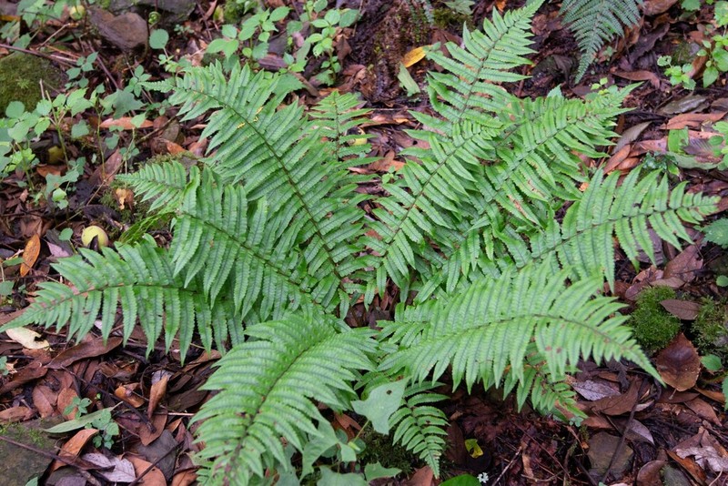 Dryopteris dickinsii photo 2