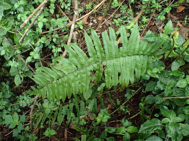 Dryopteris dickinsii photo 3