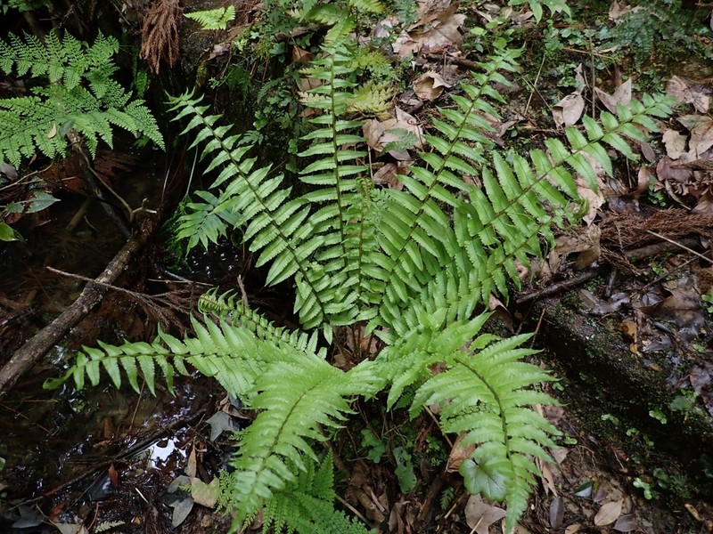 Dryopteris dickinsii photo 4