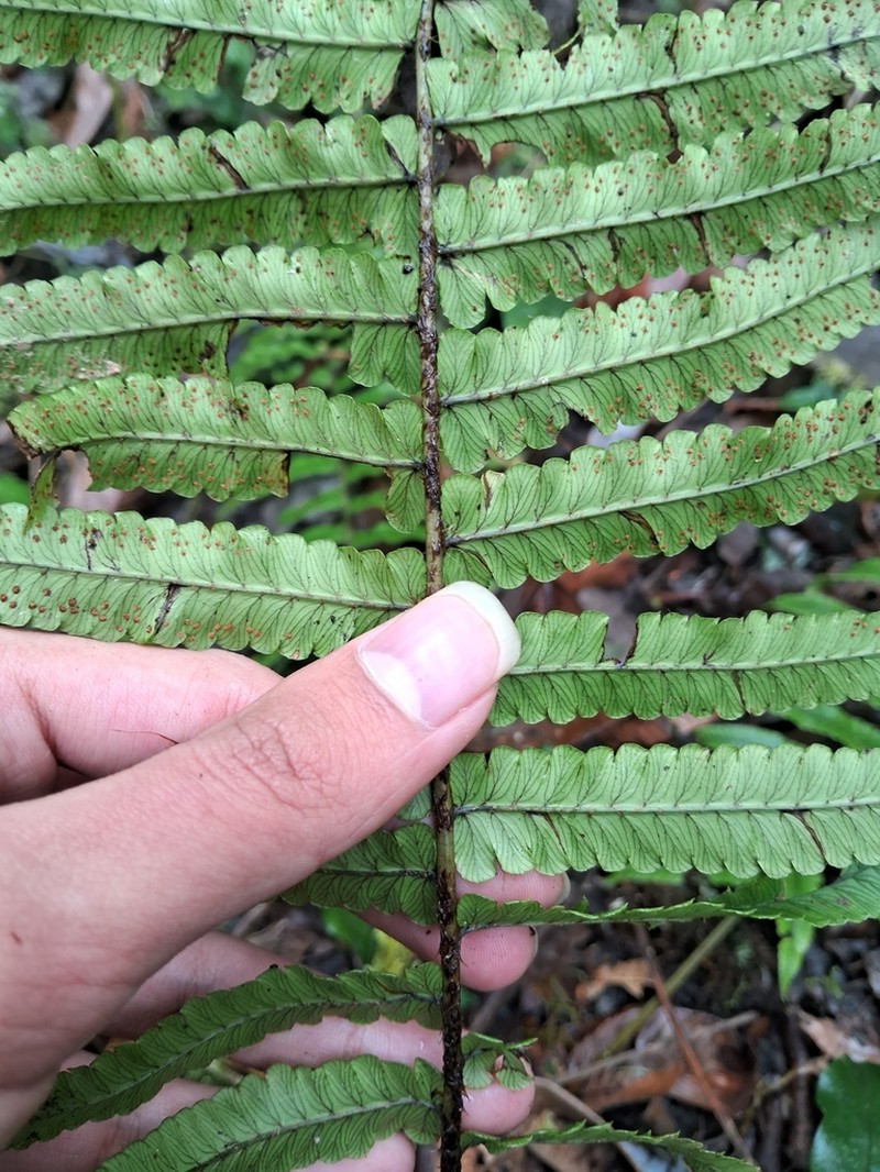 Dryopteris dickinsii photo 5