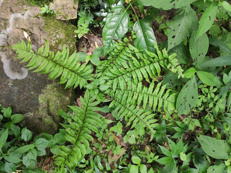 Dryopteris dickinsii photo 6