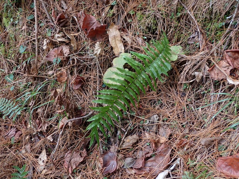 Dryopteris dickinsii photo 7