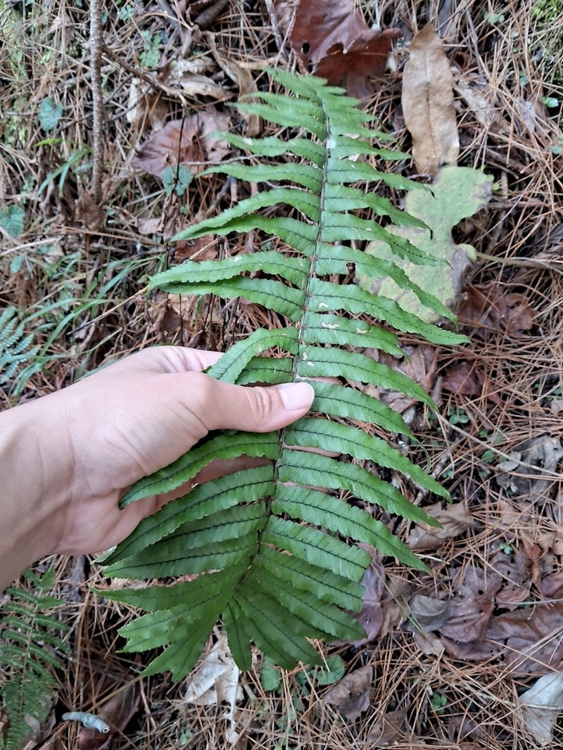 Dryopteris dickinsii photo 8