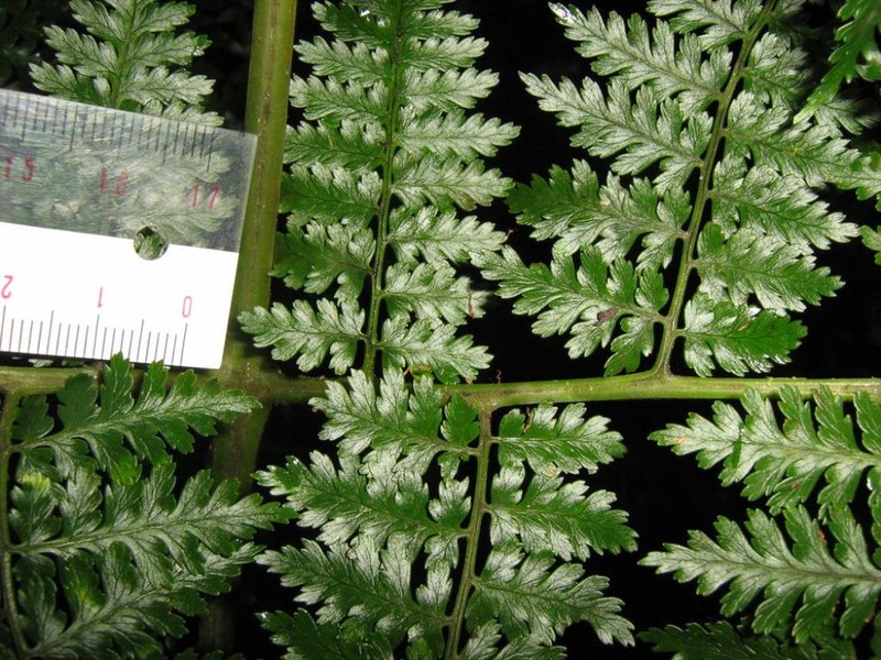 Dryopteris dicksonioides