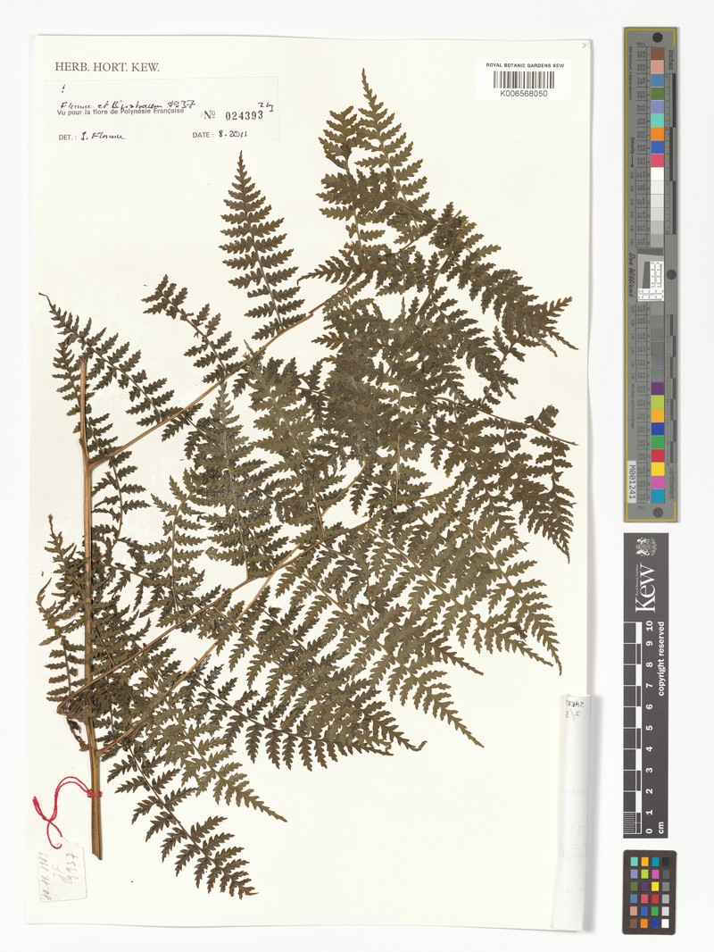 Dryopteris dicksonioides photo 2