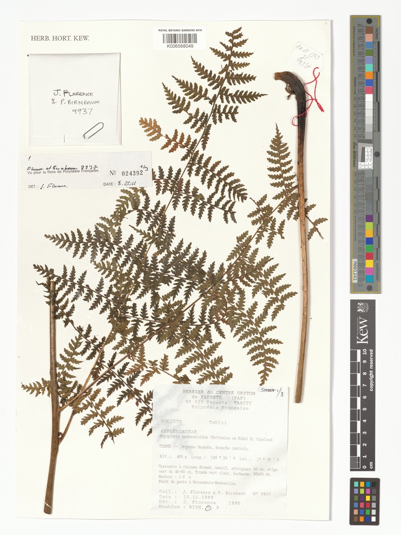 Dryopteris dicksonioides photo 3