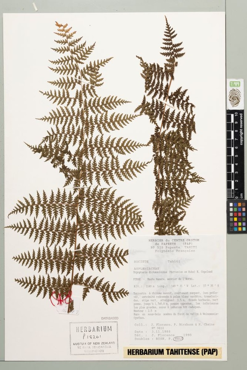 Dryopteris dicksonioides photo 4