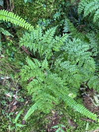 Dryopteris diffracta