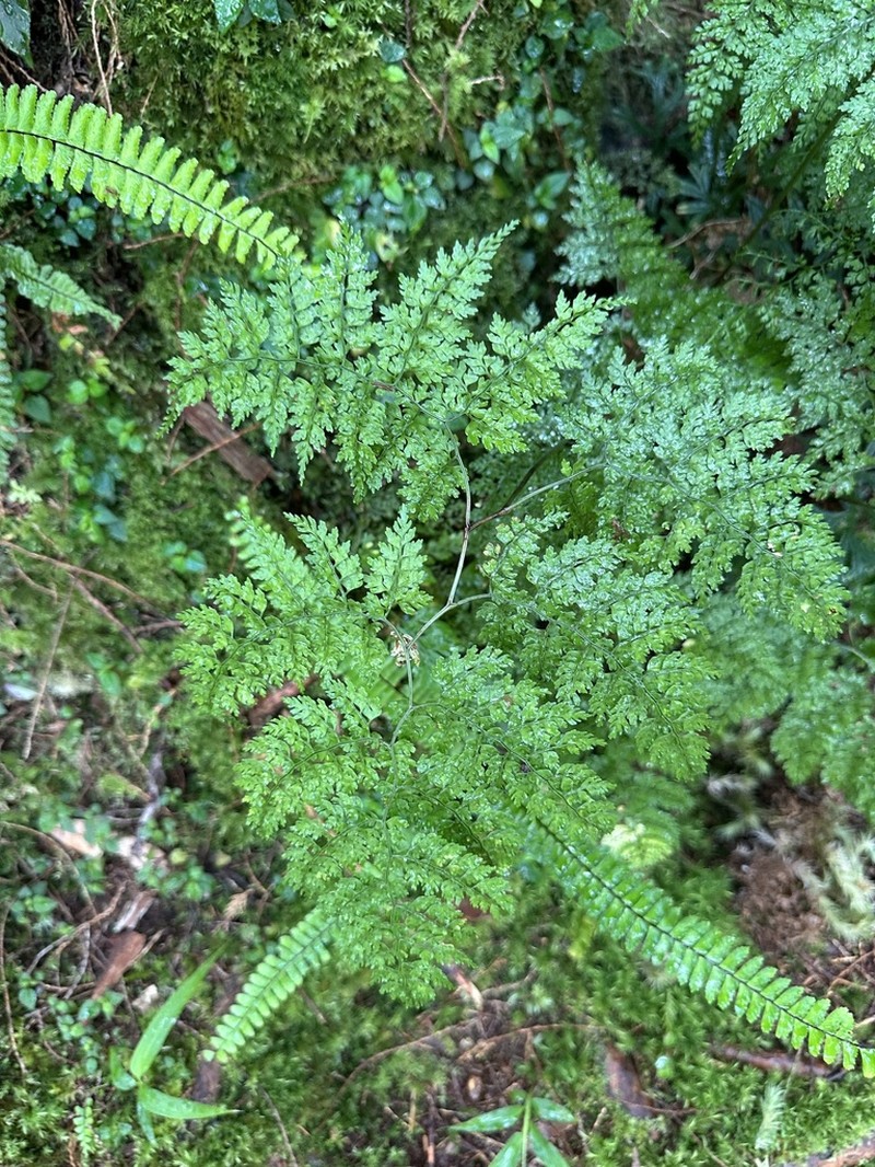 Dryopteris diffracta