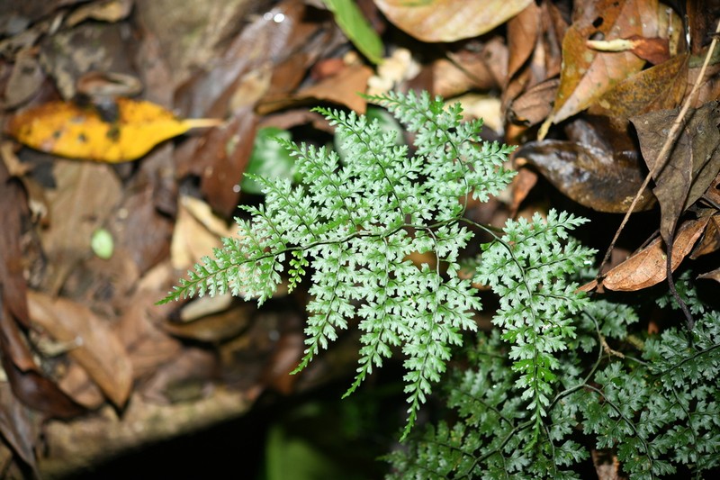 Dryopteris diffracta photo 2
