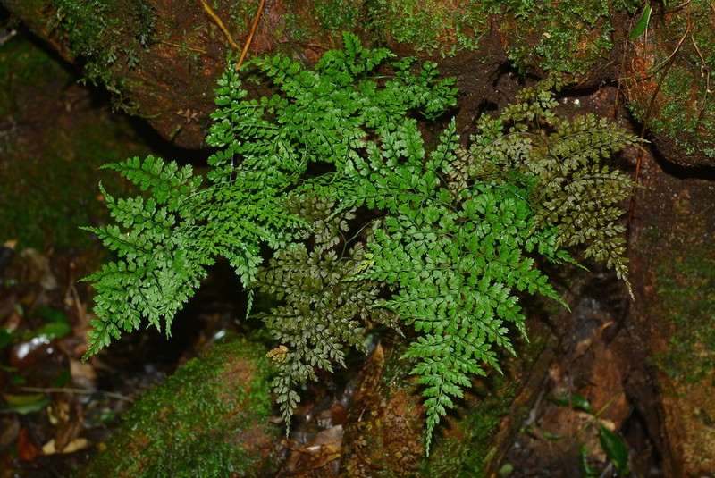 Dryopteris diffracta photo 3