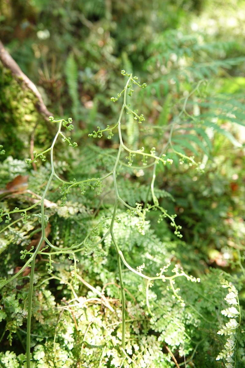 Dryopteris diffracta photo 4