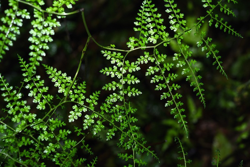 Dryopteris diffracta photo 5