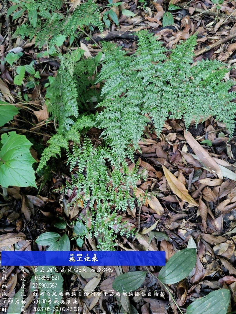 Dryopteris diffracta photo 6