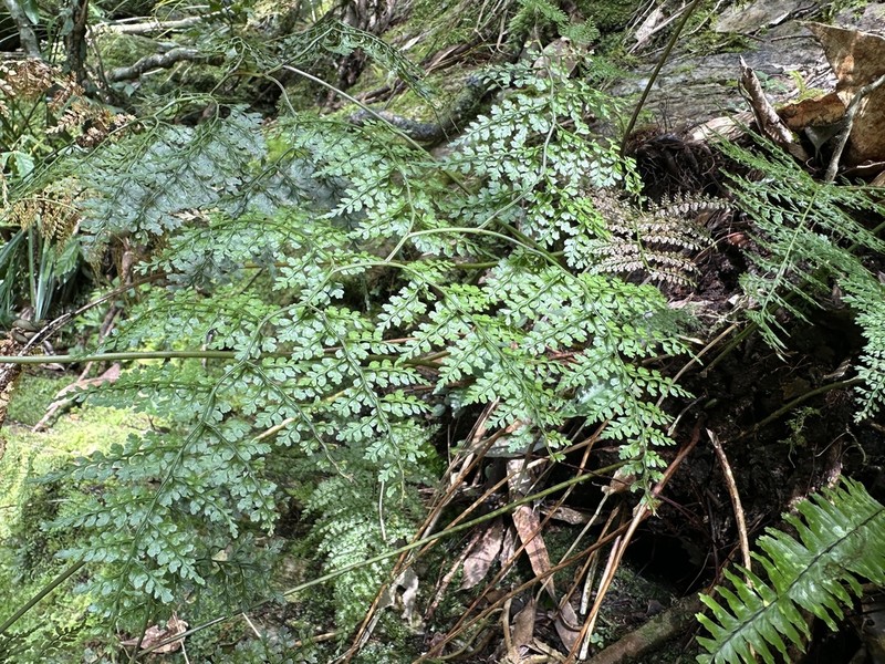 Dryopteris diffracta photo 7