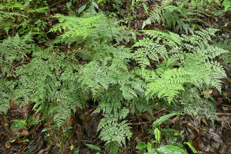 Dryopteris diffracta photo 8