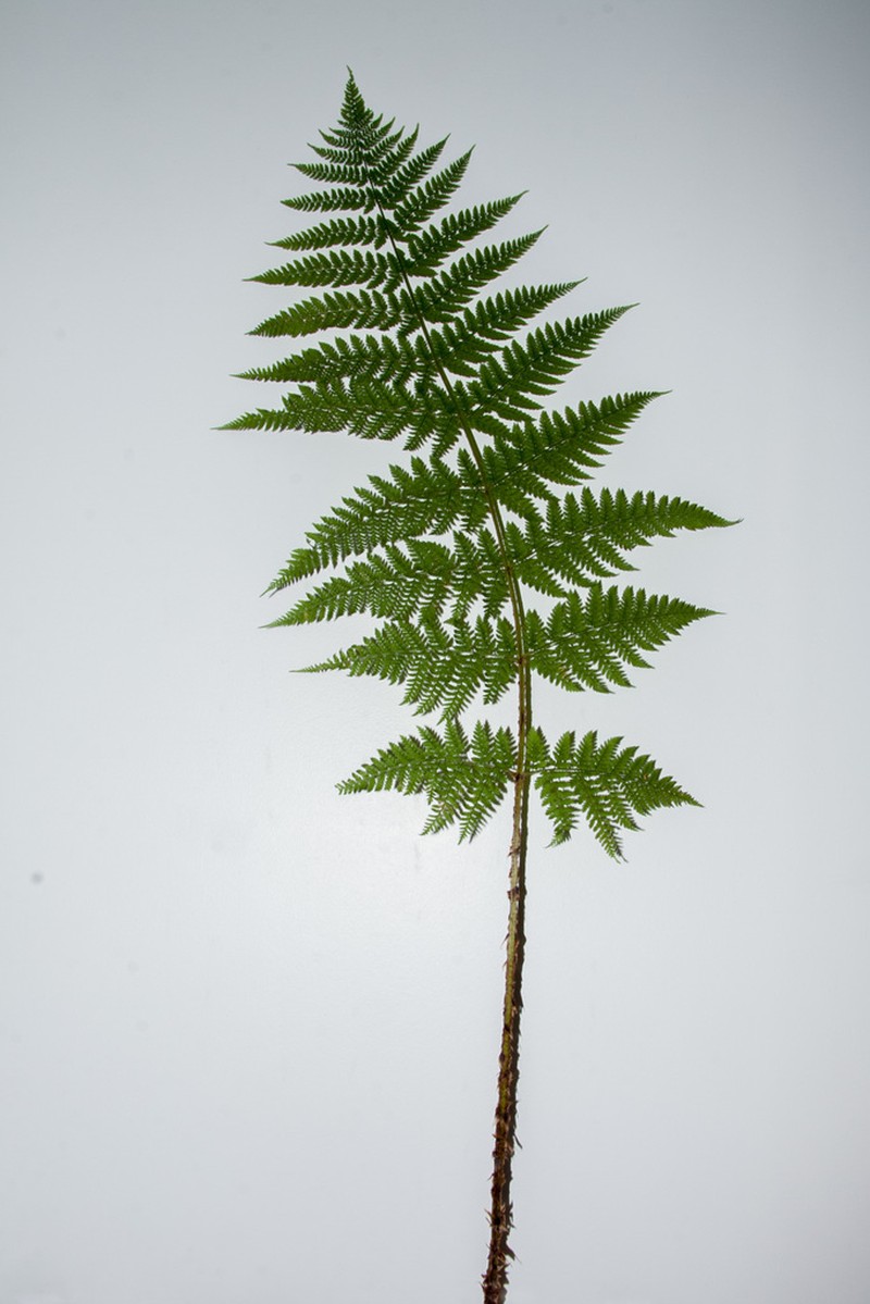 Dryopteris dilatata photo 2
