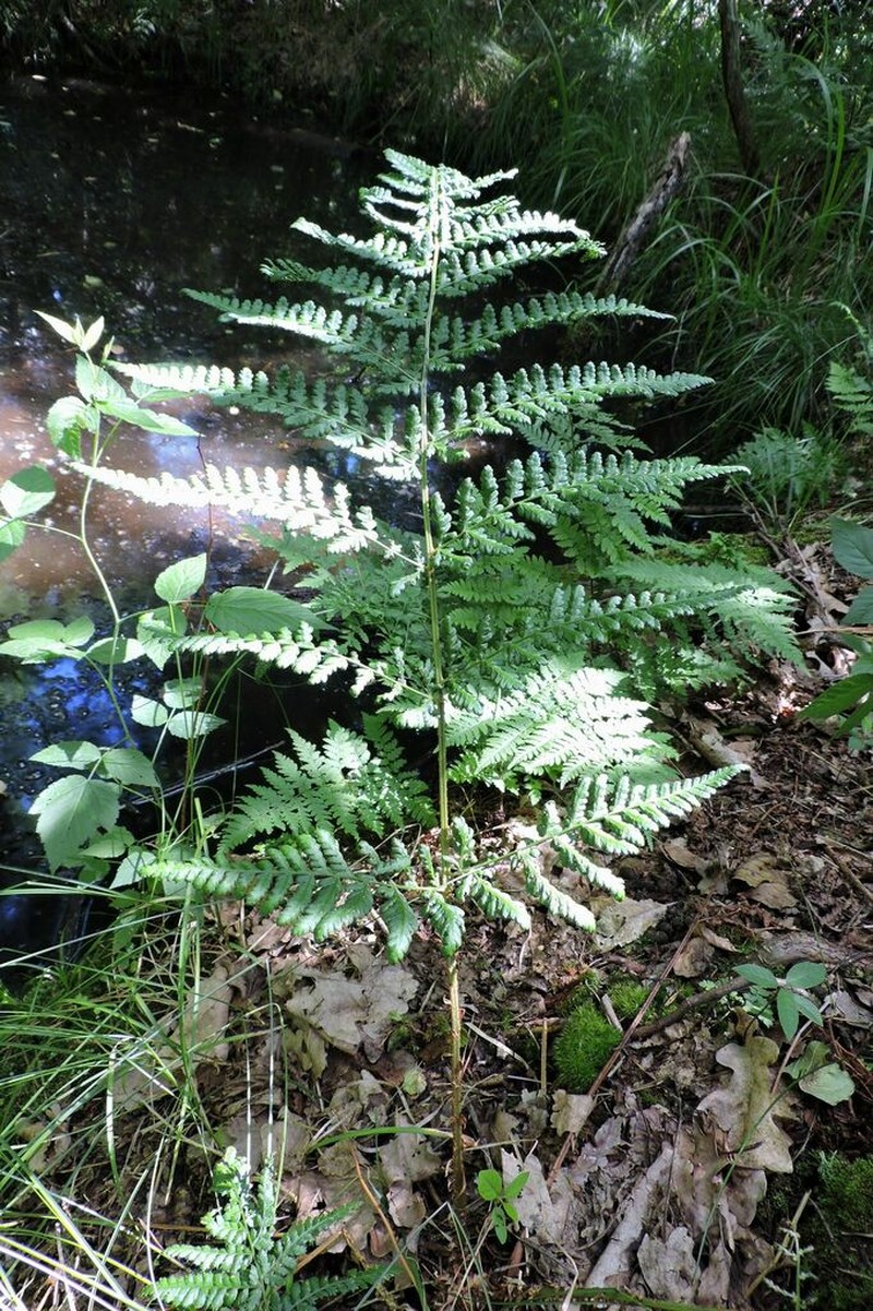 Dryopteris dilatata photo 3