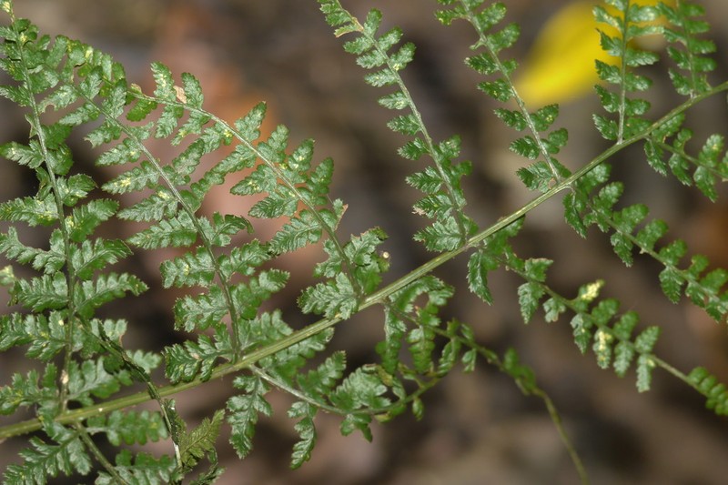 Dryopteris dilatata photo 4