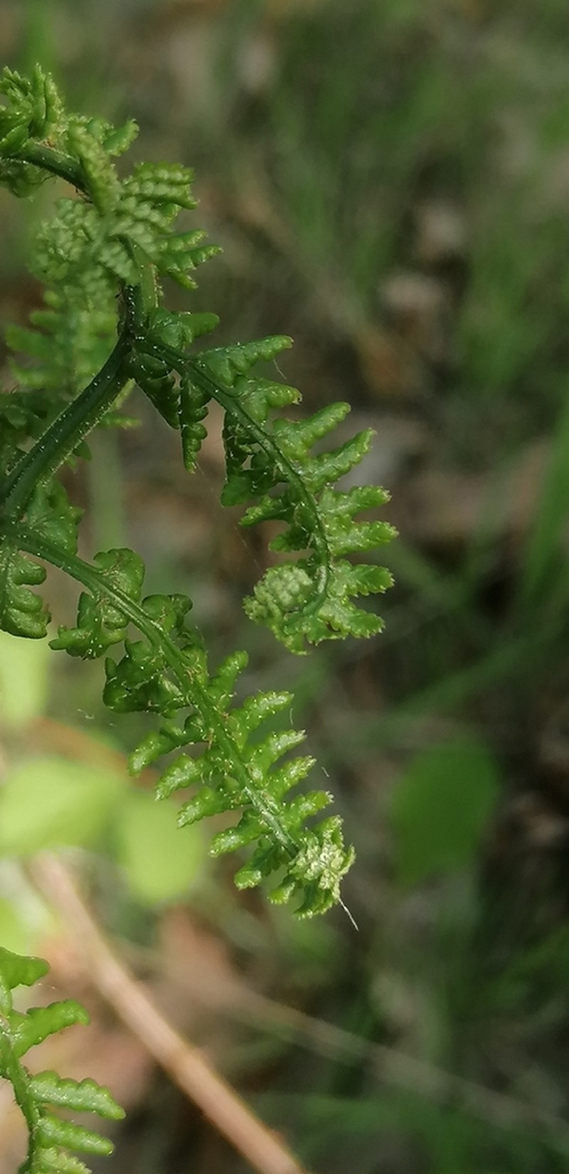 Dryopteris dilatata photo 5
