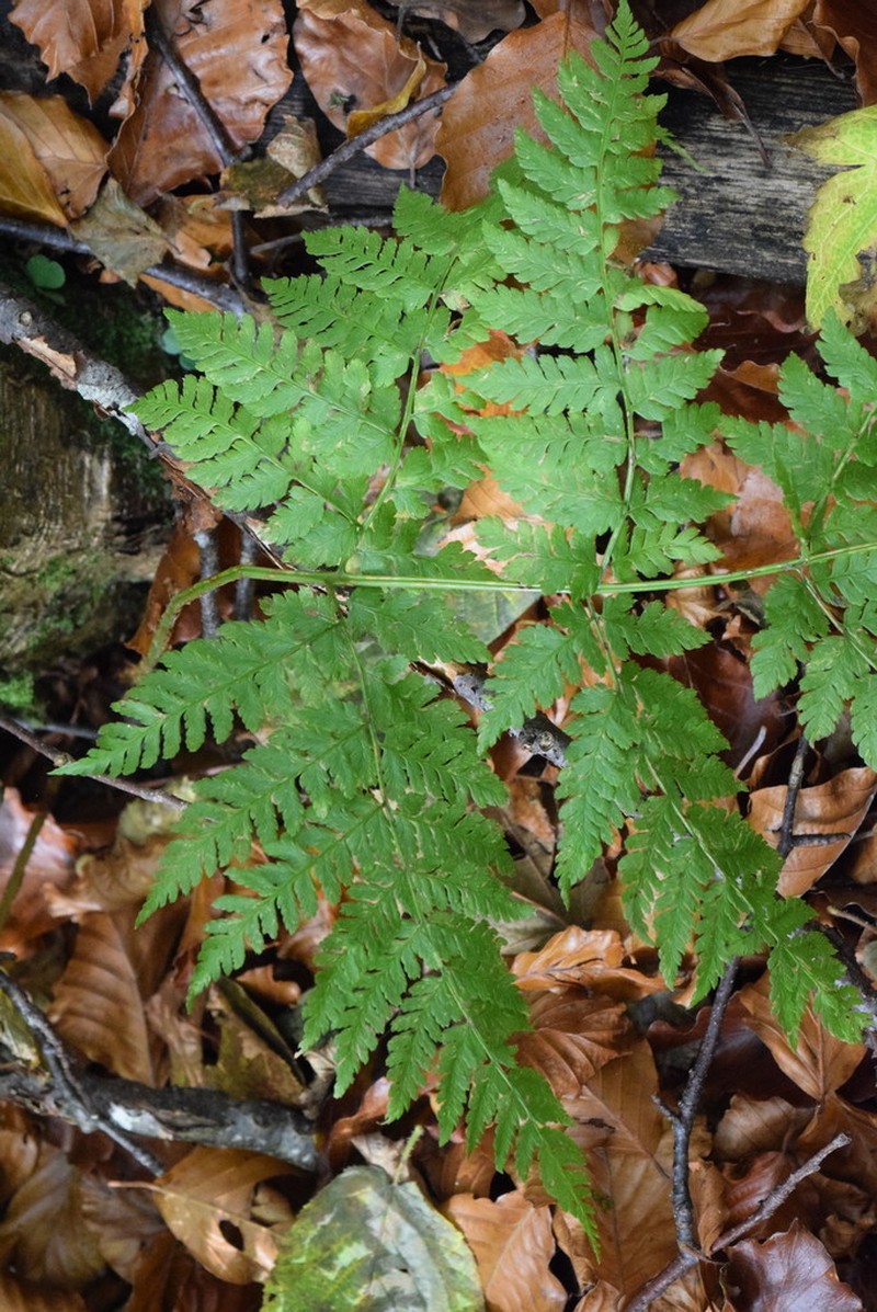 Dryopteris dilatata photo 6