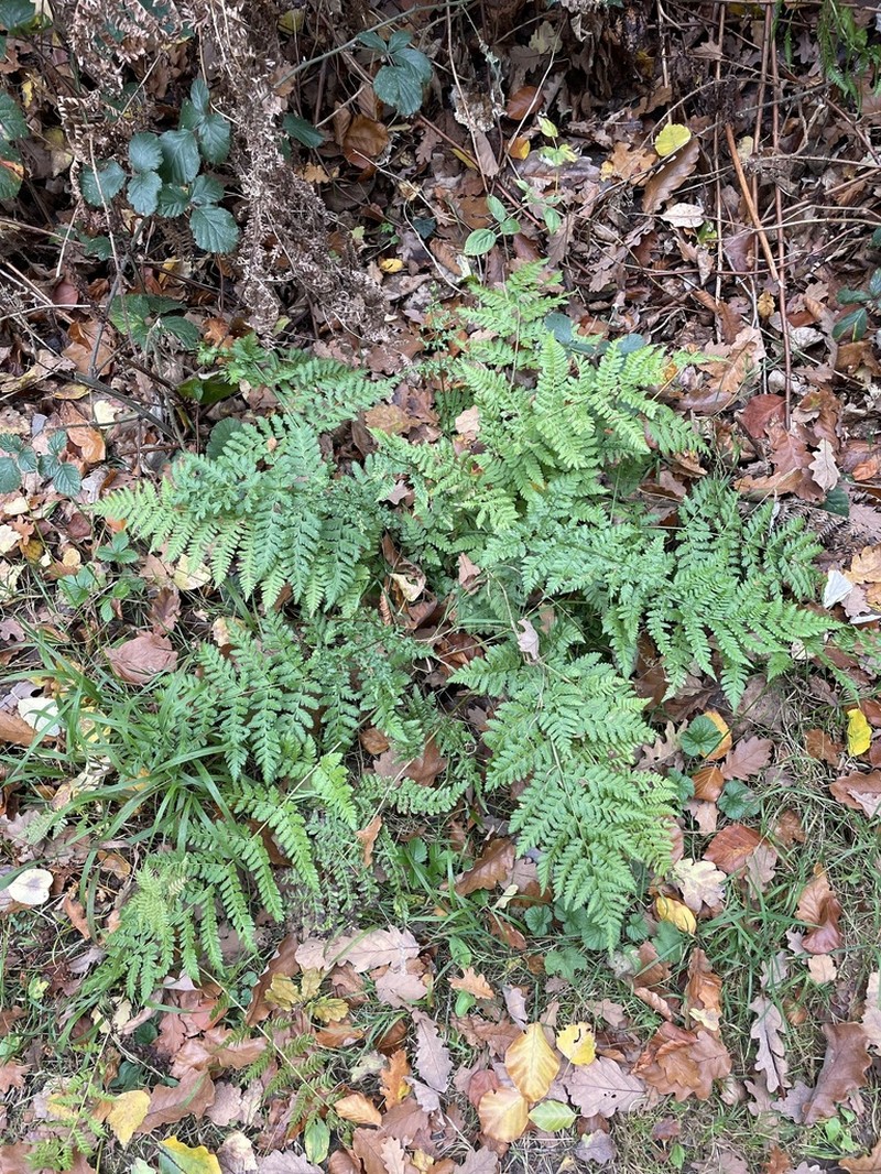 Dryopteris dilatata photo 7