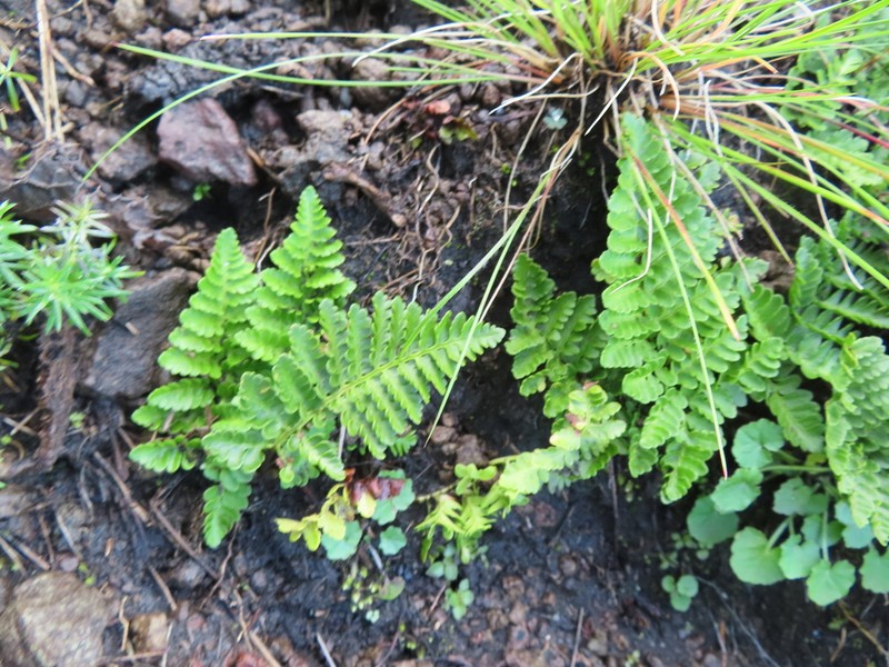 Dryopteris dracomontana