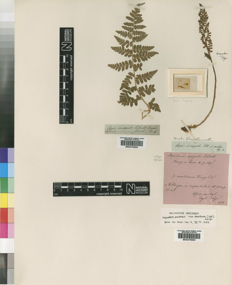 Dryopteris dracomontana photo 2