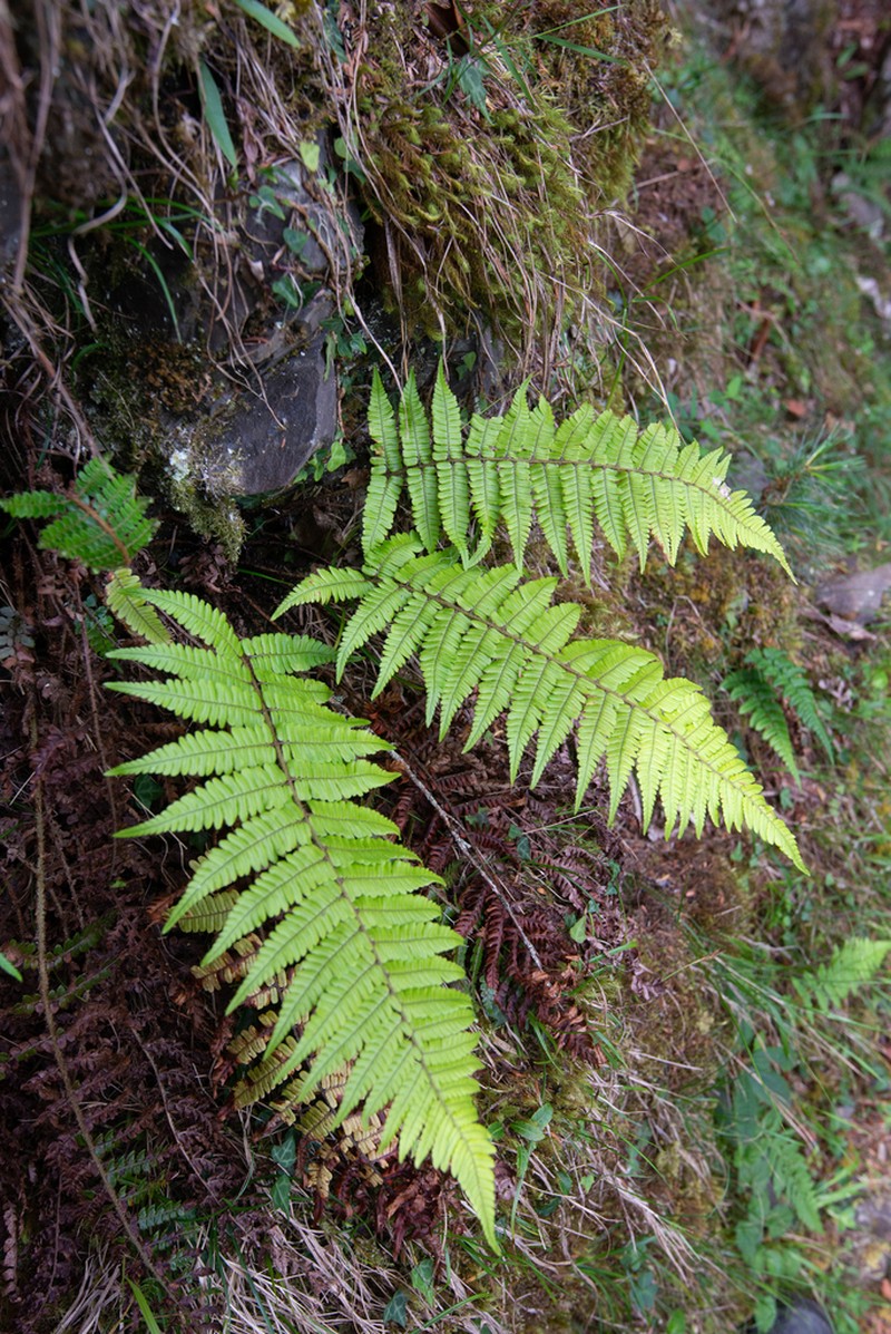 Dryopteris edwardsii