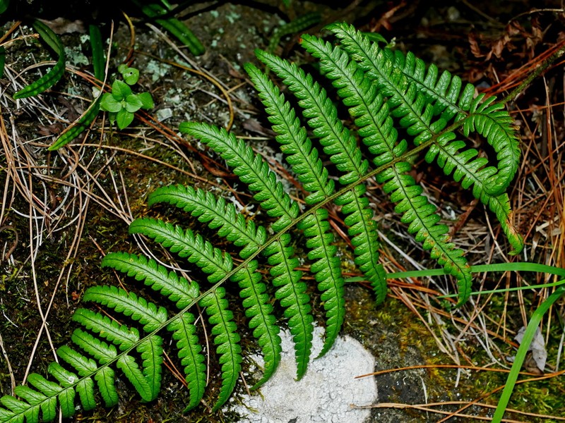 Dryopteris edwardsii photo 2