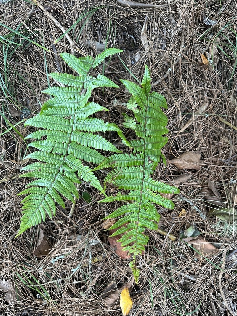 Dryopteris edwardsii photo 3