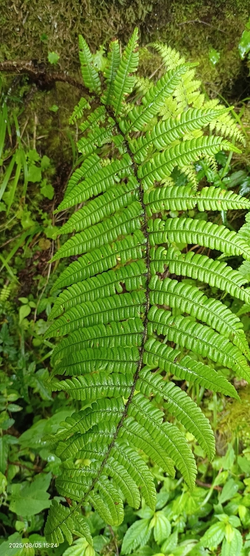 Dryopteris edwardsii photo 4
