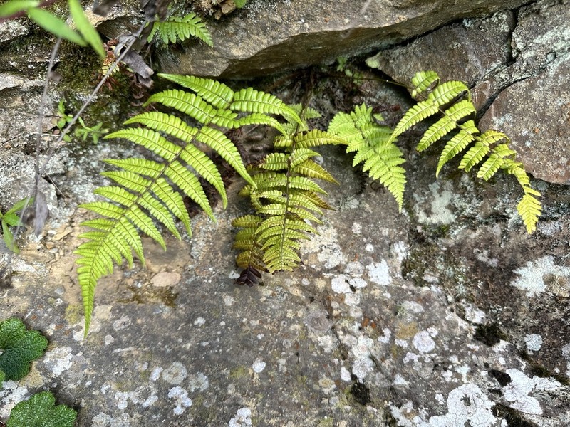 Dryopteris edwardsii photo 5
