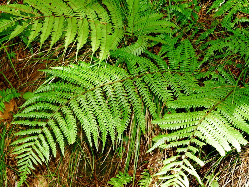 Dryopteris edwardsii photo 6