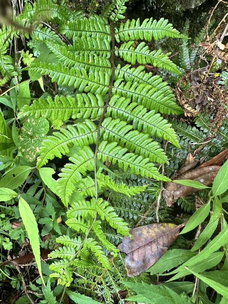 Dryopteris edwardsii photo 8